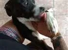 Cachorro raça Vira lata com Pitbull idade 2 a 6 meses nome Zeus