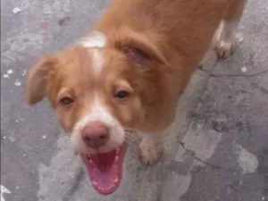 Cachorro raça sem raça  idade 2 a 6 meses nome Beny