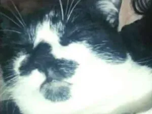 Gato raça Sem Raça  idade 3 anos nome Nike