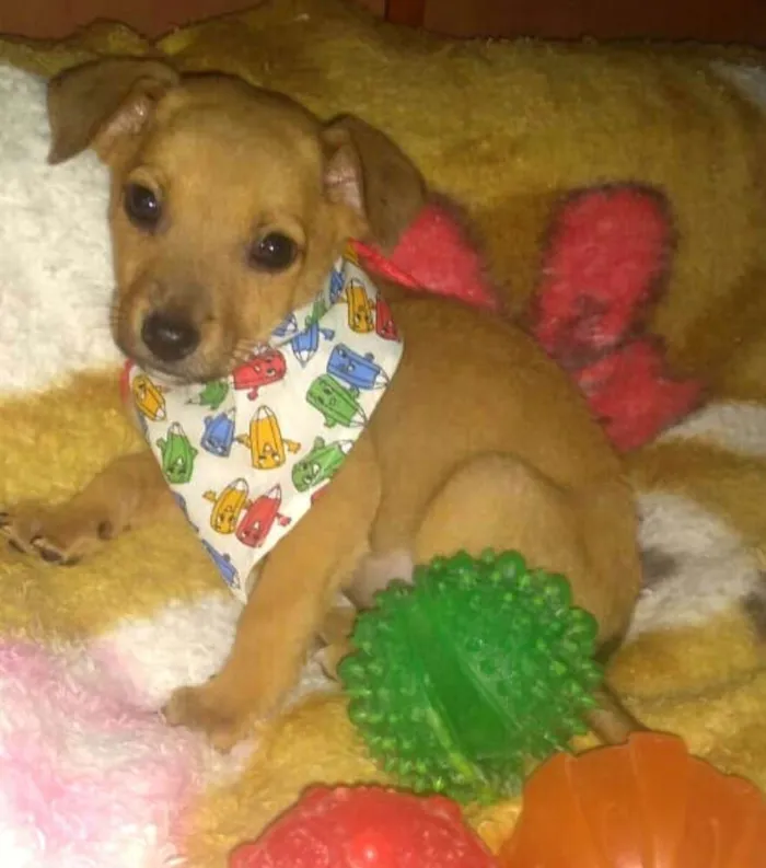 Cachorro ra a  idade 2 a 6 meses nome Pitoquinho 