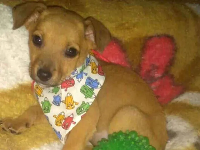 Cachorro ra a  idade 2 a 6 meses nome Pitoquinho 