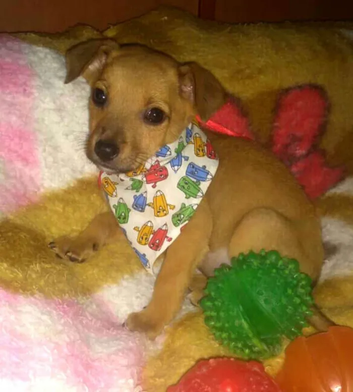 Cachorro ra a  idade 2 a 6 meses nome Pitoquinho 