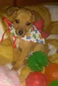 Pitoquinho 