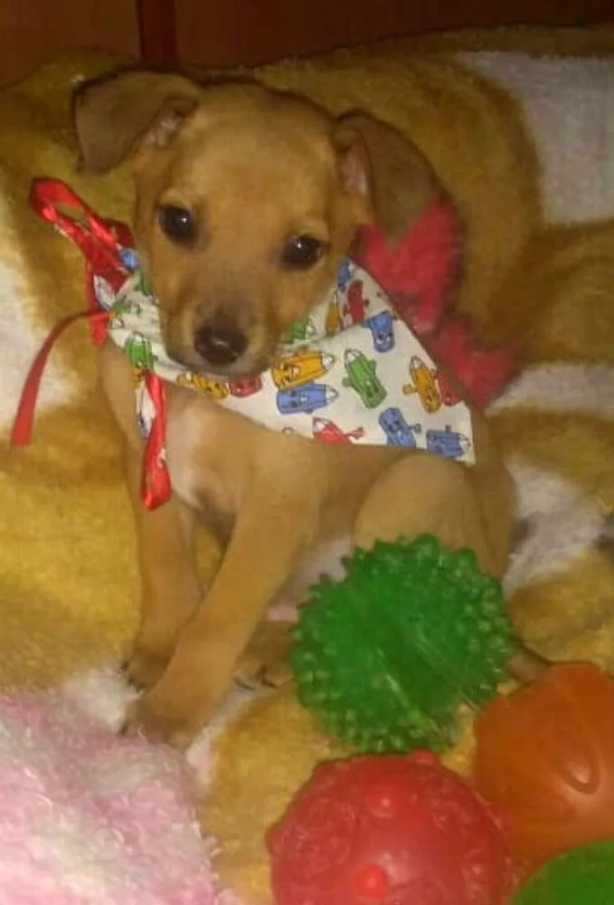 Cachorro ra a  idade 2 a 6 meses nome Pitoquinho 