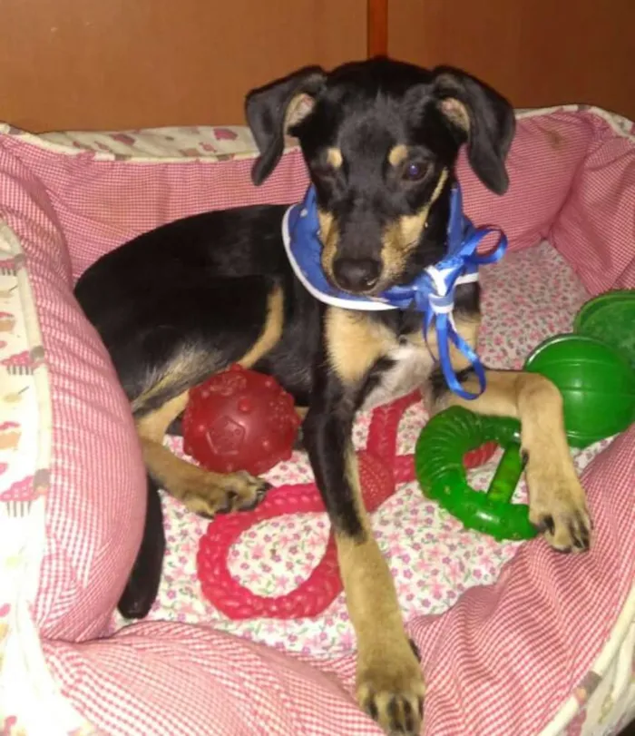 Cachorro ra a  idade 2 a 6 meses nome Filhotes Sueli 