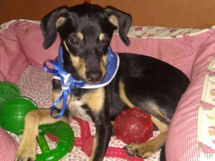 Cachorro ra a  idade 2 a 6 meses nome Filhotes Sueli 