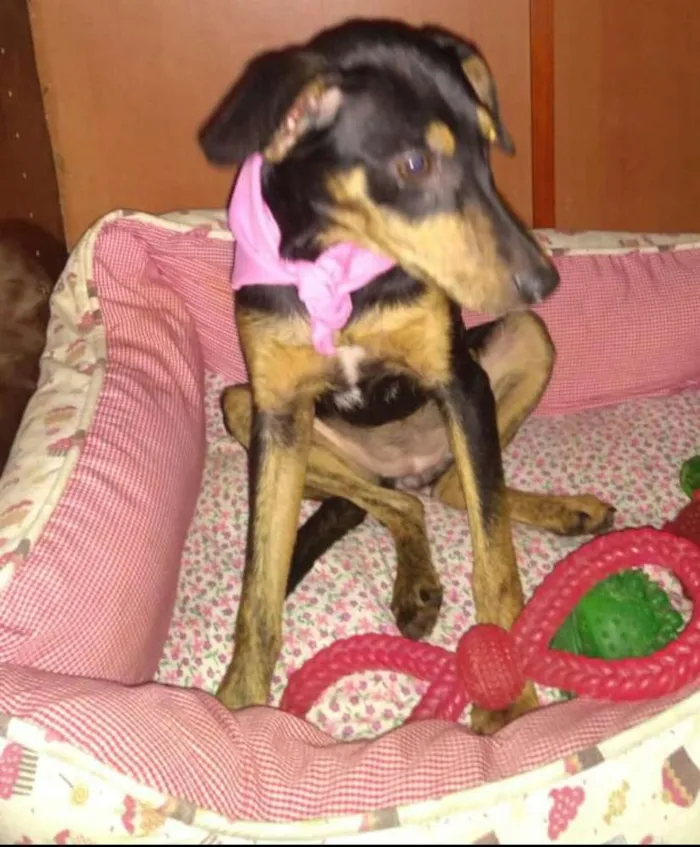 Cachorro ra a  idade 2 a 6 meses nome Filhotes Sueli 