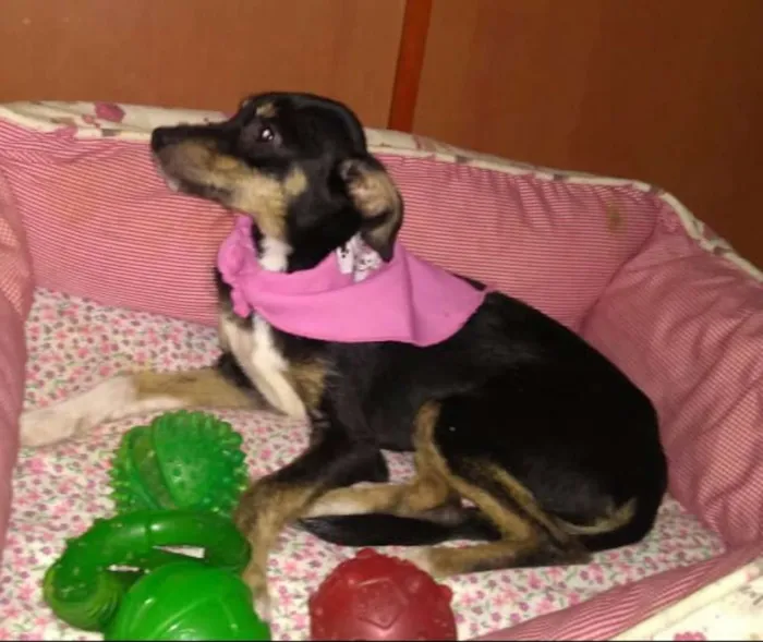 Cachorro ra a  idade 2 a 6 meses nome Filhotes Sueli 