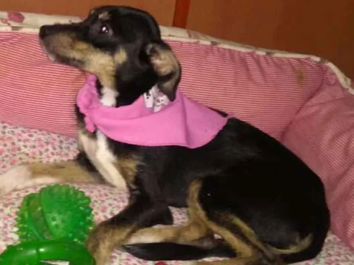 Cachorro ra a  idade 2 a 6 meses nome Filhotes Sueli 