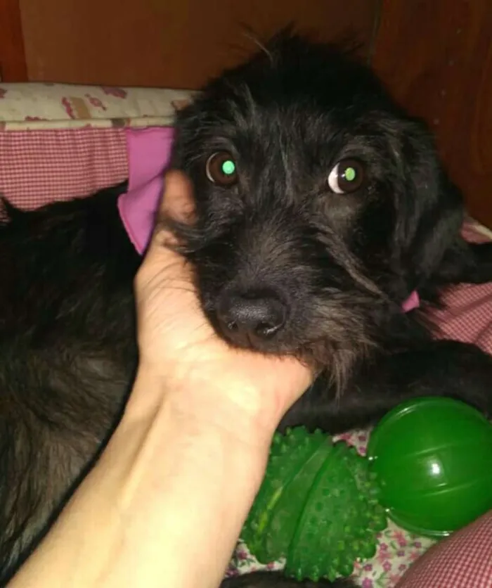 Cachorro ra a  idade 2 a 6 meses nome Filhotes Sueli 
