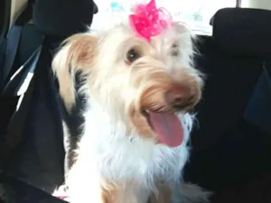 Cachorro raça  idade 1 ano nome Belinha 