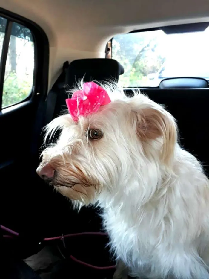 Cachorro ra a  idade 1 ano nome Belinha 