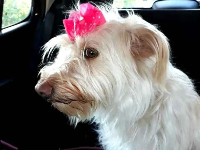 Cachorro ra a  idade 1 ano nome Belinha 
