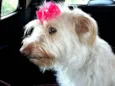 Belinha