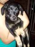 Preta