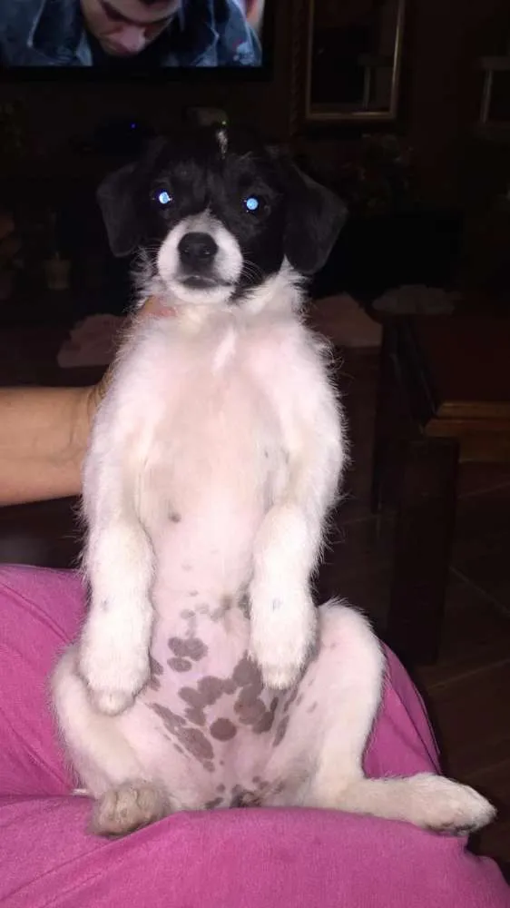 Cachorro ra a Raça indefinida idade 2 a 6 meses nome Sem nome