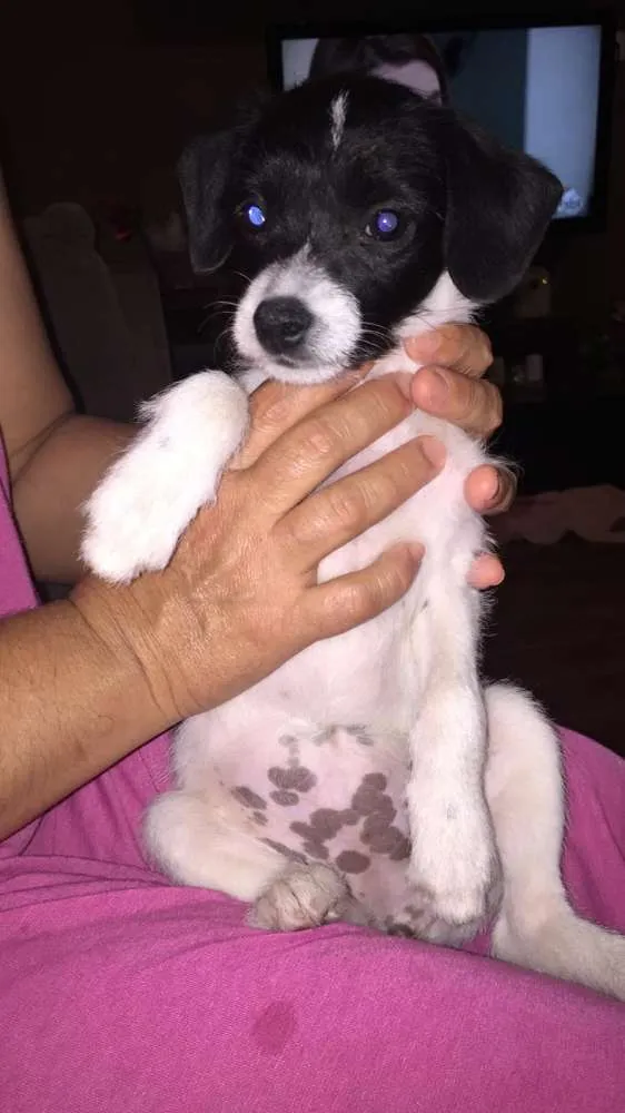 Cachorro ra a Raça indefinida idade 2 a 6 meses nome Sem nome