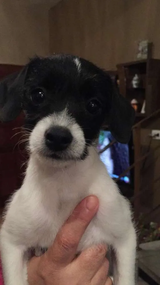 Cachorro ra a Raça indefinida idade 2 a 6 meses nome Sem nome
