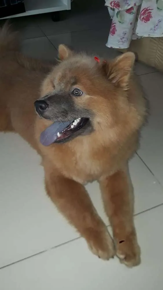 Cachorro ra a Chow chow idade 7 a 11 meses nome Bella