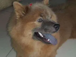 Cachorro raça Chow chow idade 7 a 11 meses nome Bella