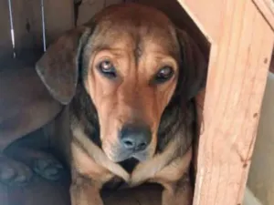 Cachorro raça  idade 7 a 11 meses nome Linda Cadela