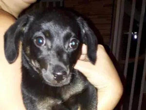Cachorro raça Mestiça idade Abaixo de 2 meses nome Preta