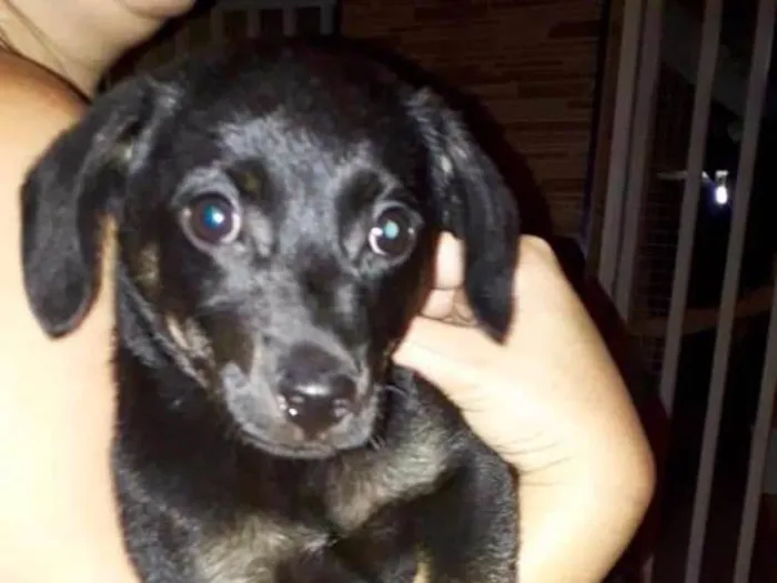 Cachorro ra a Mestiça idade Abaixo de 2 meses nome Preta