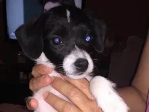 Cachorro raça Raça indefinida idade 2 a 6 meses nome Sem nome