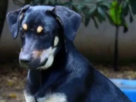 Cachorro ra a SRD idade 7 a 11 meses nome Gal