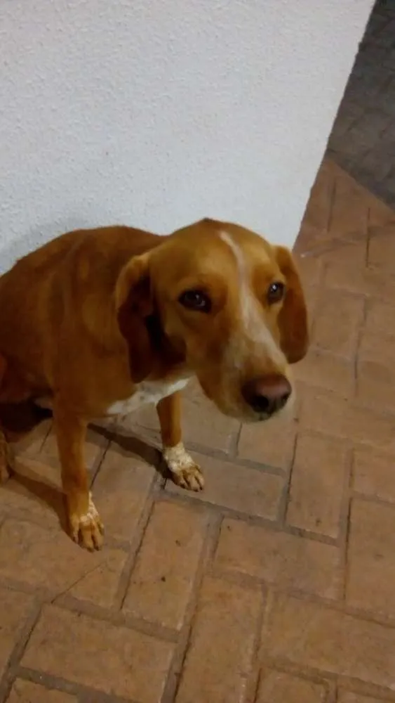 Cachorro ra a Indefinida idade 2 anos nome Madruga