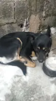 Rex