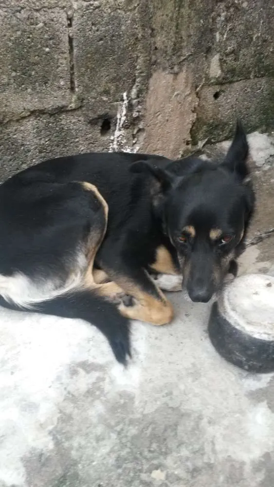 Cachorro ra a Não sei  idade 3 anos nome Rex