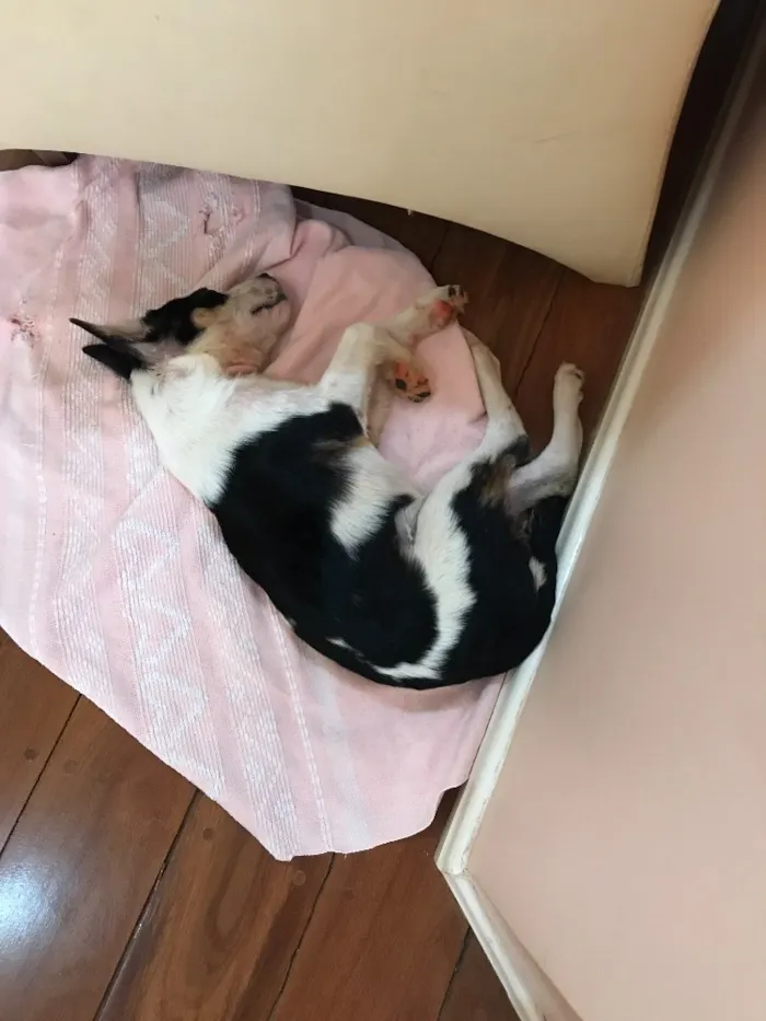 Cachorro ra a Viralata idade 2 a 6 meses nome Sem nome