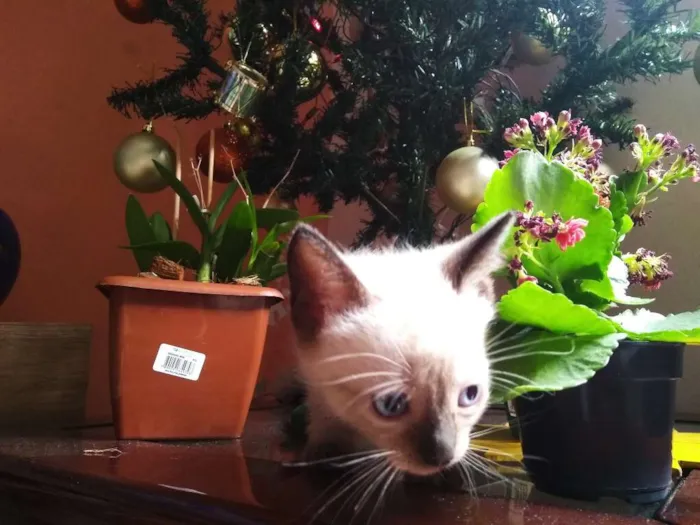 Gato ra a VIRA LATA idade Abaixo de 2 meses nome FILHOTINHOS LINDOS