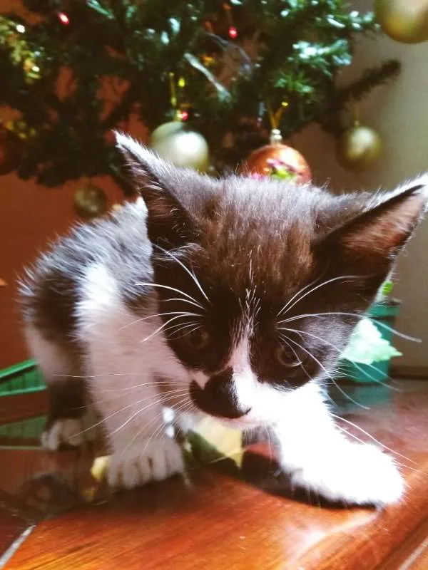 Gato ra a VIRA LATA idade Abaixo de 2 meses nome FILHOTINHOS LINDOS