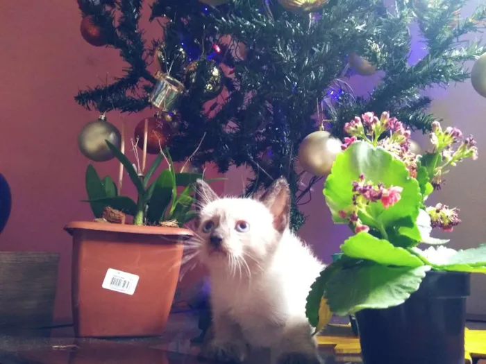 Gato ra a VIRA LATA idade Abaixo de 2 meses nome FILHOTINHOS LINDOS