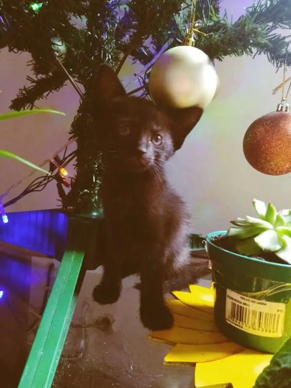 Gato ra a VIRA LATA idade Abaixo de 2 meses nome FILHOTINHOS LINDOS