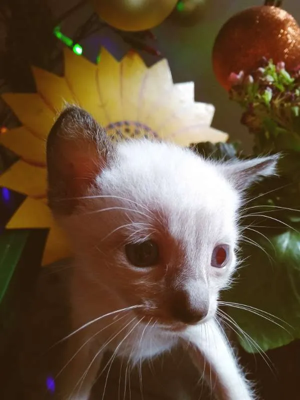 Gato ra a VIRA LATA idade Abaixo de 2 meses nome FILHOTINHOS LINDOS