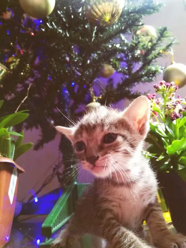 Gato ra a VIRA LATA idade Abaixo de 2 meses nome FILHOTINHOS LINDOS
