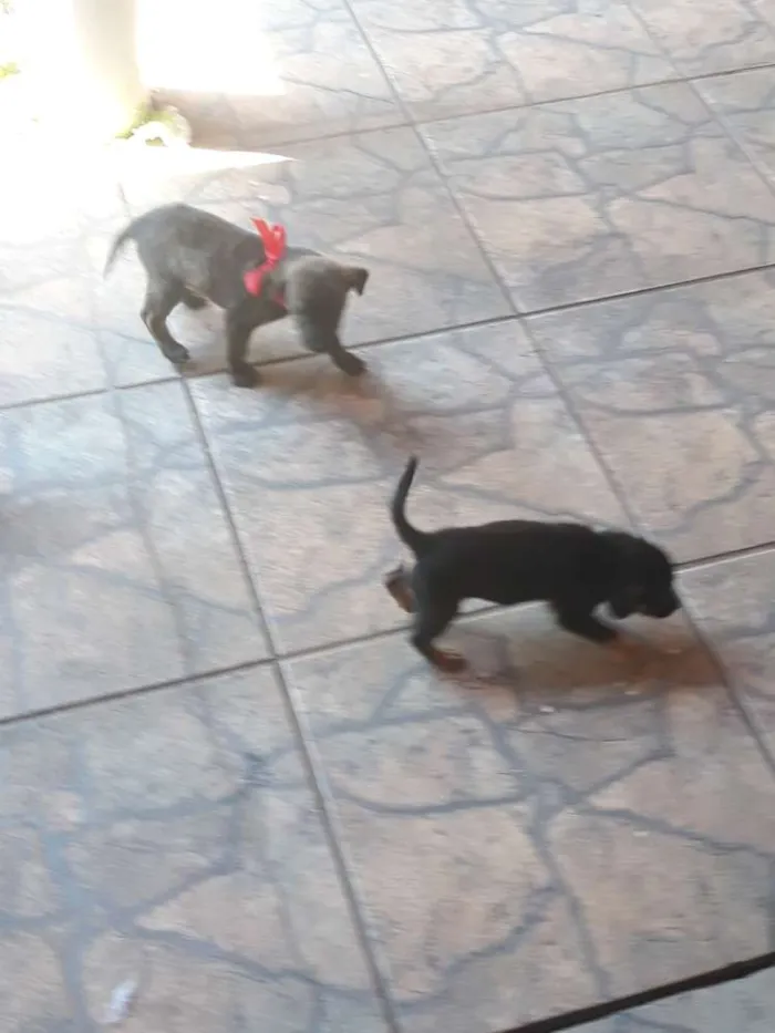 Cachorro ra a Vira lata  idade Abaixo de 2 meses nome Filhotes sem nome 