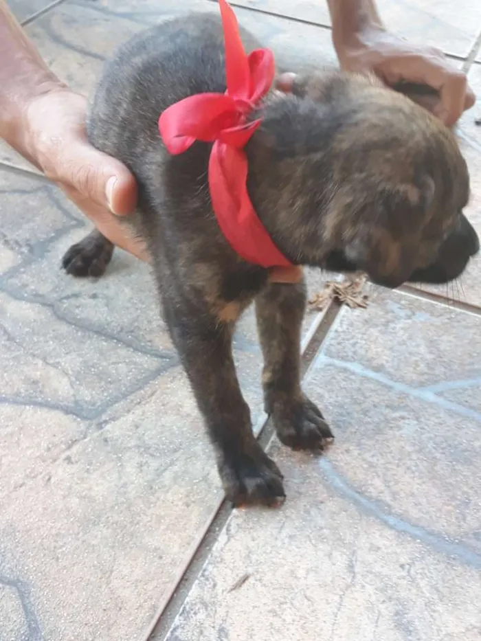 Cachorro ra a Vira lata  idade Abaixo de 2 meses nome Filhotes sem nome 