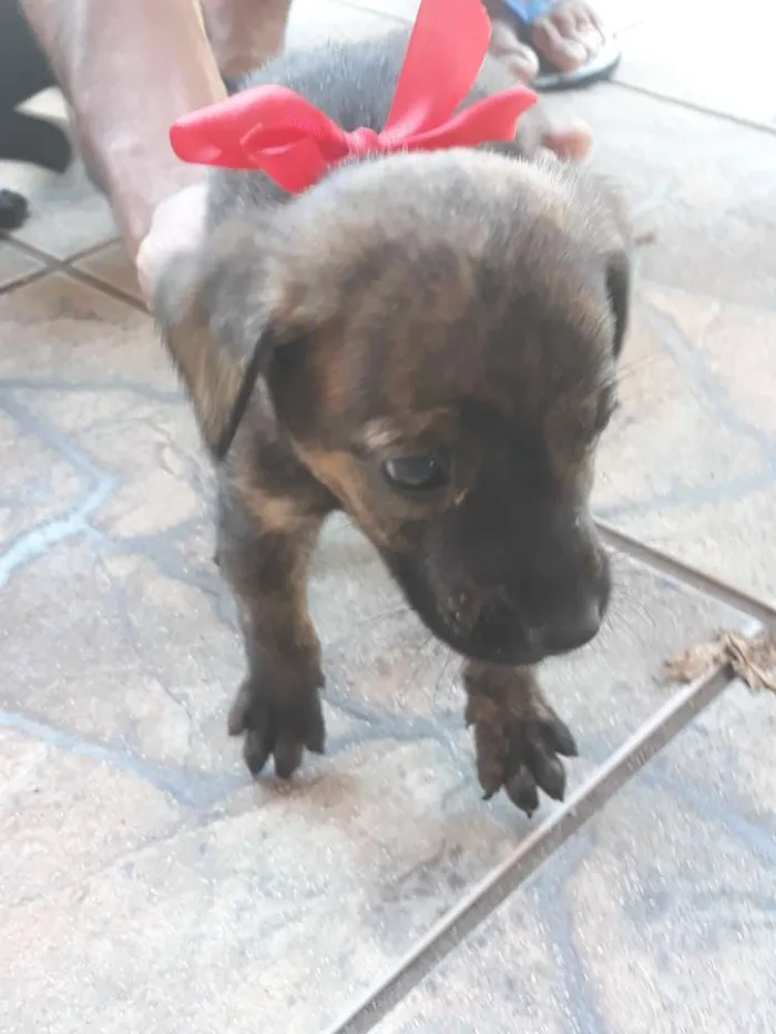 Cachorro ra a Vira lata  idade Abaixo de 2 meses nome Filhotes sem nome 
