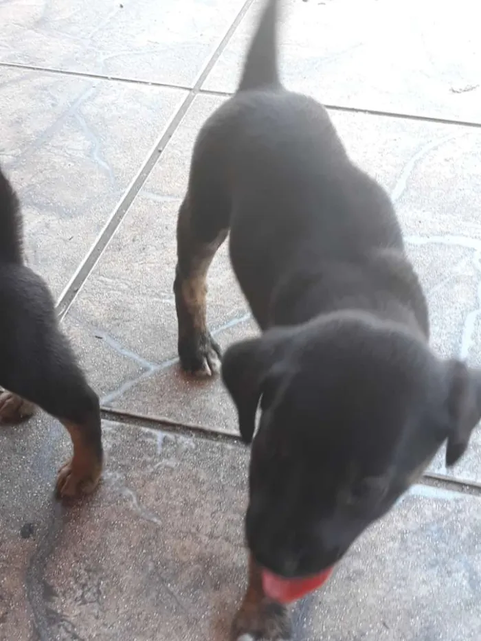 Cachorro ra a Vira lata  idade Abaixo de 2 meses nome Filhotes sem nome 