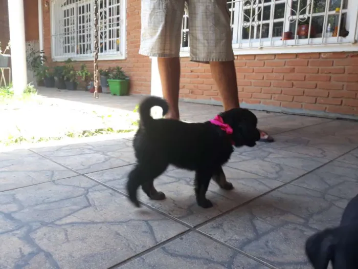 Cachorro ra a Vira lata  idade Abaixo de 2 meses nome Filhotes sem nome 