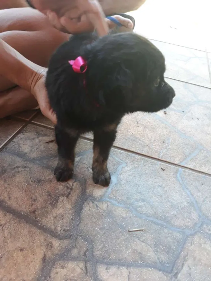 Cachorro ra a Vira lata  idade Abaixo de 2 meses nome Filhotes sem nome 