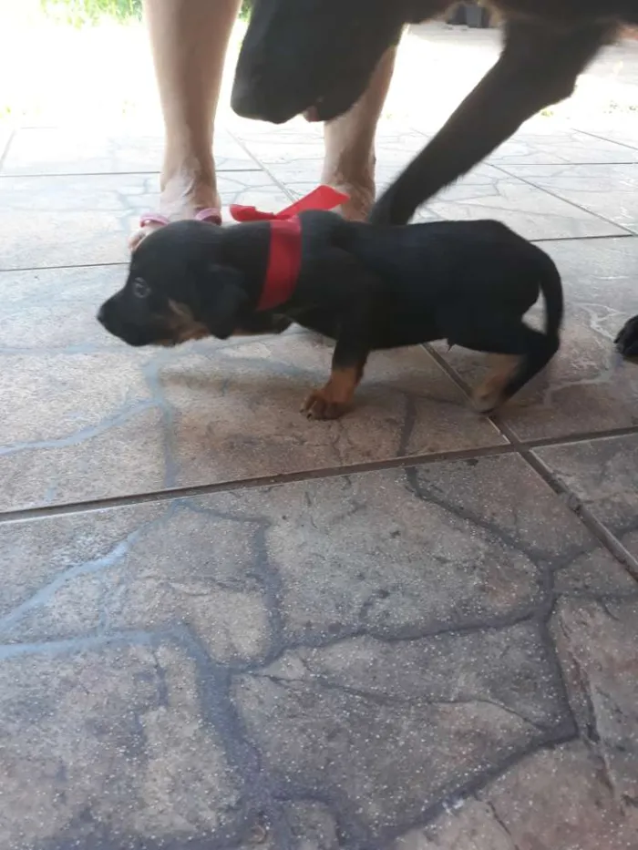 Cachorro ra a Vira lata  idade Abaixo de 2 meses nome Filhotes sem nome 