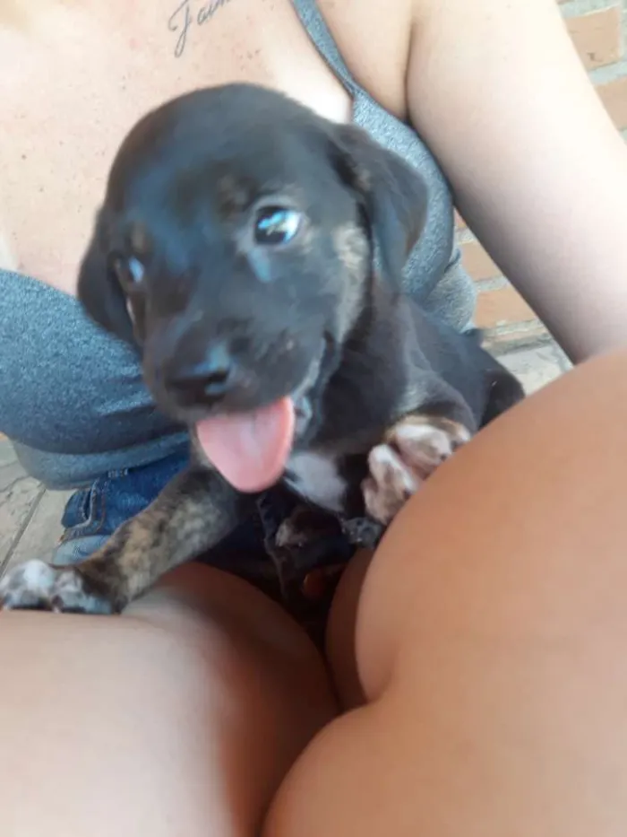 Cachorro ra a Vira lata  idade Abaixo de 2 meses nome Filhotes sem nome 