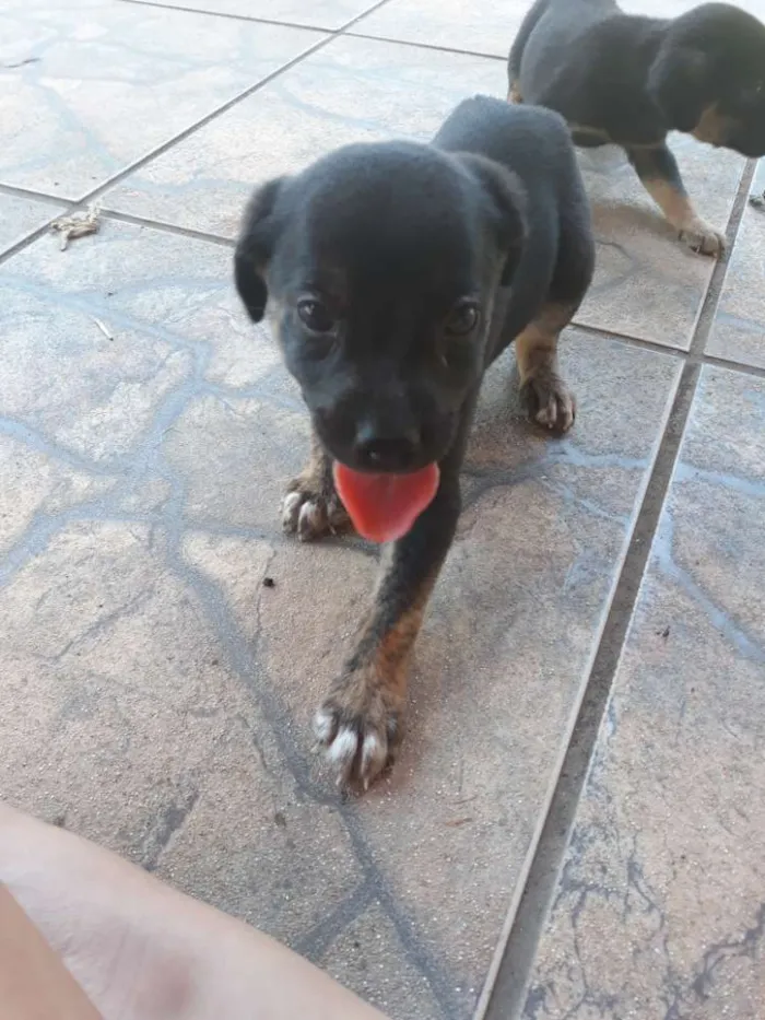 Cachorro ra a Vira lata  idade Abaixo de 2 meses nome Filhotes sem nome 