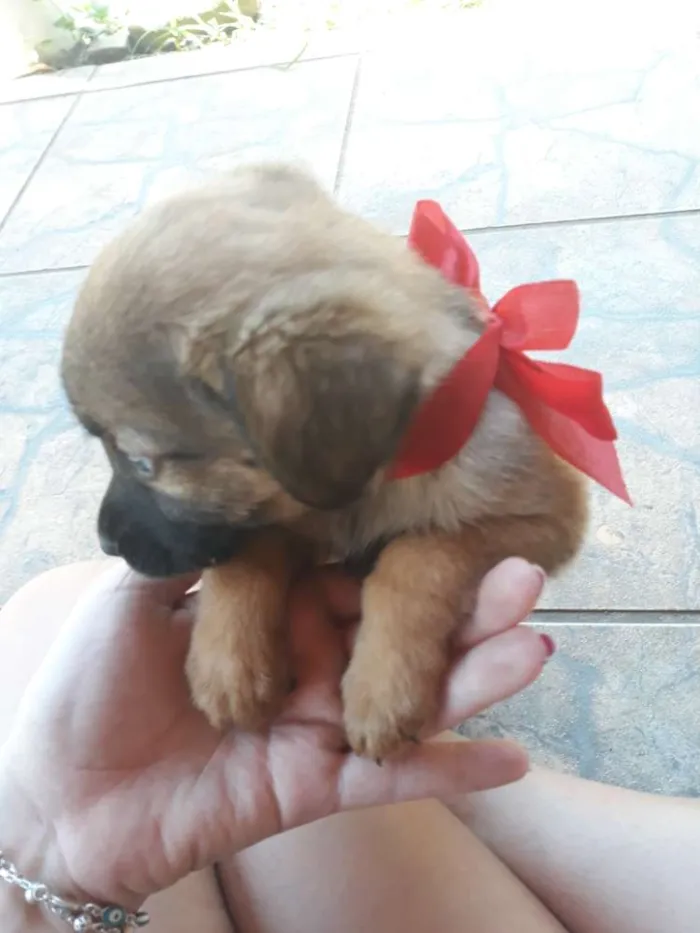 Cachorro ra a Vira lata  idade Abaixo de 2 meses nome Filhotes sem nome 