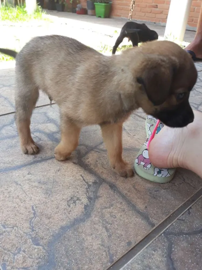 Cachorro ra a Vira lata  idade Abaixo de 2 meses nome Filhotes sem nome 